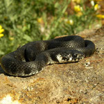 Milos Grass Snake (Natrix natrix schweizeri)