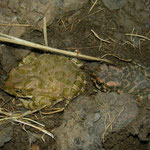 Green Toads (Bufo viridis) with nice patterns.