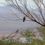 Western Tanager (Piranga ludoviciana)
