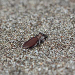 Tiger beetle (Cicindela concolor)