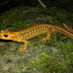 Fire Salamander (Salamandra salamandra alfredschmidti)