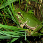 Italian Tree Frog (Hyla intermedia) calling male