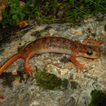 Luschan's Salamanders (Lyciasalamandra luschani basoglui) male