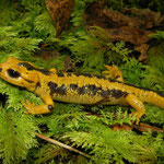 Fire Salamander (Salamandra salamandra bernardezi)