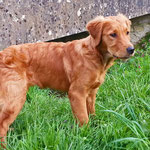 Gundog´s Choice Dublin mit 4,5 Moanten