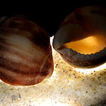 snail shells