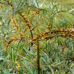 sea buckthorn