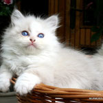 Murmur's Ofelia - blue silver tabby point & white