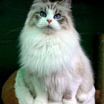  Murmur's Grace Kelly - gatta siberiana Neva Masquerade seal tabby point & white