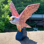 Turmfalke Flügel 3 Holz 32 cm 2022-05