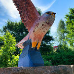 Turmfalke Flügel 2 Holz 32 cm 2022-05
