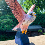 Turmfalke Flügel 1 Holz 32 cm 2022-05