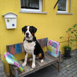 Arco, großer Schweizer Sennenhund