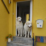 Athos und Zeus.....Pyrenäische Berghunde