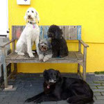 Kleo, Luna, Charly und Max vor der Bank 