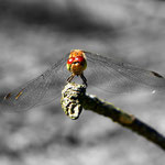 Dragon Fly Colour Popped