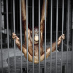 Hanging Monkey - Singapore zoo 1971