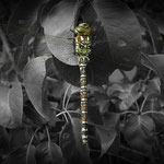 Dragon Fly Colour Popped