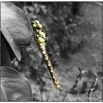 Dragon Fly Colour Popped