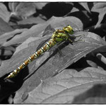 Dragon Fly Colour Popped