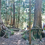 樹齢約300年の木曽檜を見ながら進みます