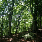 15.緑滴るブナ林。