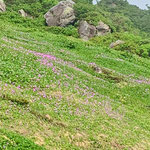 北弥陀ヶ原のハクサンコザクラ