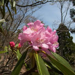 シャクナゲはたしか滋賀県の花でしたね