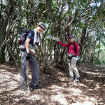仙人の滝から音羽山山頂へ。ここに出てきます。