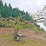 お地蔵さんと山桜