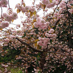 麓では、山桜が綺麗に咲いていました。