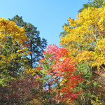 木道から見上げると紅葉真っ盛り