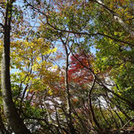 紅はひかえめ…