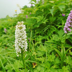 テガタチドリの白花