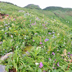 観光新道、馬のたてがみにて、お花満開。