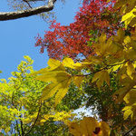 太陽光があると紅葉も鮮やかに