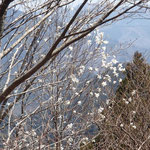 タムシバの白い花が目立ちます
