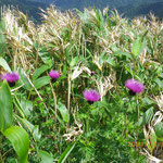 冠平でたくさん咲いているあざみの花