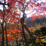 陽さしに映える紅葉