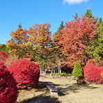 園内の運営施設前の紅葉、真っ赤です
