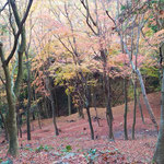 桜谷川沿いの紅葉