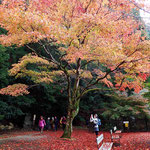 鞍馬寺霊宝館前の紅葉