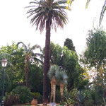 83 LE LAVANDOU jardin du cadran solaire où l’ombre du stipe du « roi des palmiers » ne « compte que les belles heures » (11/2020 Françoise Dubreuil)