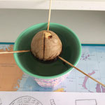 Avocado-Challenge: gw