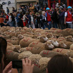 Des milliers de moutons défilent