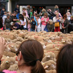 Des milliers de moutons défilent