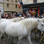 Les chevaux de Camargue