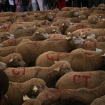 Des milliers de moutons défilent