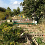 Jardins d'ouvriers au pied des tours.