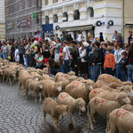 Des milliers de moutons défilent